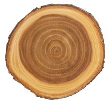 Engraved wooden log slice